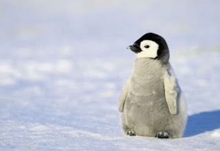 Penguin 1