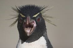 Penguin 3